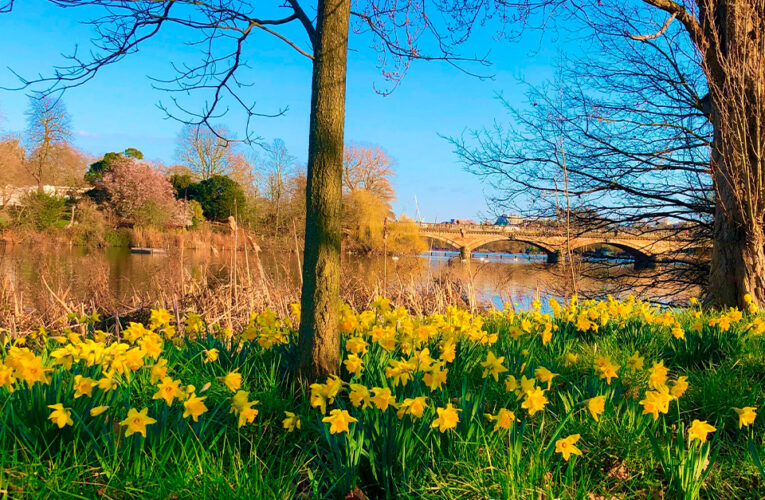Daffodils, las trompetas que anuncian la primavera
