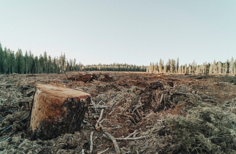 Cumbre de Glasgow consigue primer histórico acuerdo para revertir la deforestación global