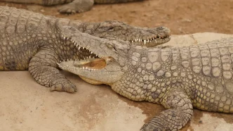Cocodrilos descansando en un recinto dentro de un centro de reptiles.
