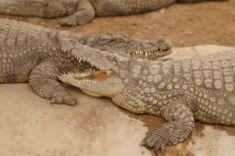 Cocodrilos descansando en un recinto dentro de un centro de reptiles.