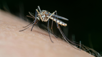 Primer plano de un mosquito Aedes aegypti posado sobre la piel humana.