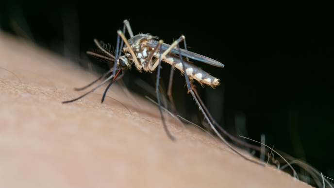 Primer plano de un mosquito Aedes aegypti posado sobre la piel humana.