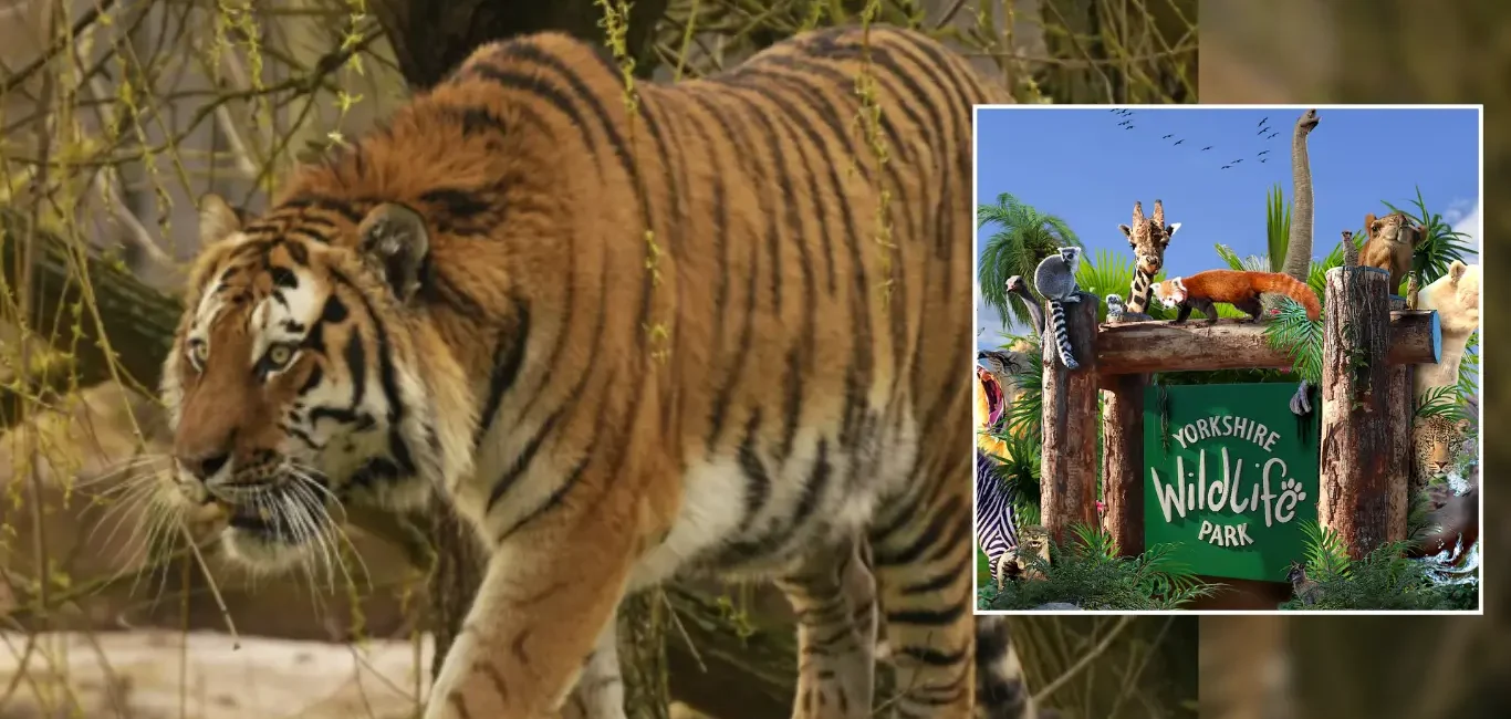 Fotografía del tigre siberiano Altai caminando en su recinto junto al logotipo del Parque de Vida Silvestre de Yorkshire.
