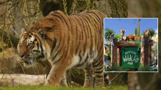 Fotografía del tigre siberiano Altai caminando en su recinto junto al logotipo del Parque de Vida Silvestre de Yorkshire.