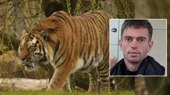 Un tigre de Amur caminando en su recinto sobre la hierba con el retrato insertado de William Chapman.