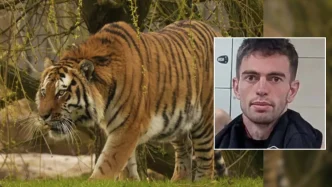 Un tigre de Amur caminando en su recinto sobre la hierba con el retrato insertado de William Chapman.