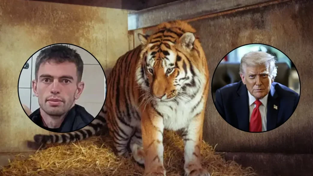 Un tigre de Amur sobre paja con los retratos superpuestos de William Chapman y Donald Trump.