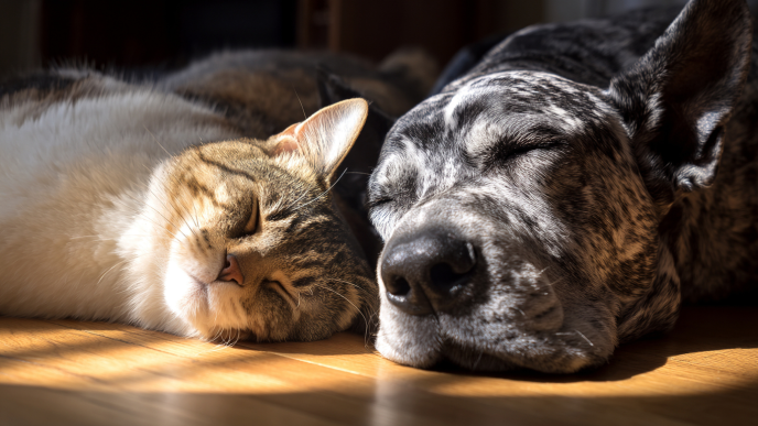 Un perro y un gato descansando juntos sobre el suelo de madera de una vivienda.