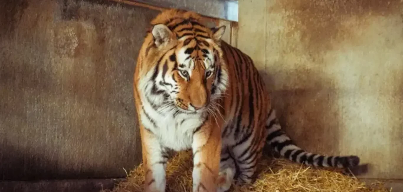 Tigre de Amur Altai de pie sobre paja dentro de su recinto en el zoo de Yorkshire.