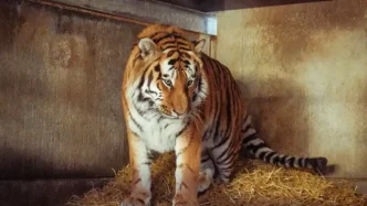 Tigre de Amur Altai de pie sobre paja dentro de su recinto en el zoo de Yorkshire.
